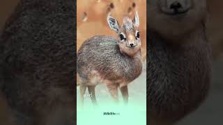 quotMeet the Tiny DikDik The Miniature Antelope with a Big Heart 🦌❤️ wildlifeinfo animals [upl. by Ahsinned776]