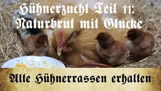 Zucht alter Hühnerrassen  Teil 11 Naturbrut  Kükenaufzucht mit Glucke [upl. by Rehprotsirhc]