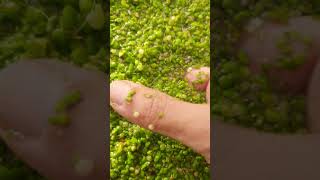 Lemna gibba nature azolla azollafarming aquascape aquascapeaquarium farming aquarium garden [upl. by Dnalerb]