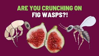 The Truth About Wasps Inside a Fig Syconium  Fig Wasp Life Cycle [upl. by Adnileb]