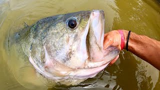 The BIGGEST URBAN BASS I’ve seen in YEARS On a SWIMBAIT [upl. by Inavoy]