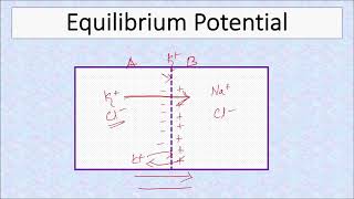 Nernst potential Physiology Equilibrium potential [upl. by Atipul678]