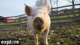 Charlottes Pasture at Farm Sanctuary powered by EXPLOREorg [upl. by Pump]