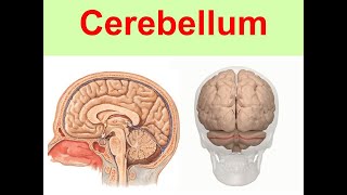 Cerebellum Yüksel Aydar [upl. by Euqirrne]