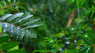 Rainforest Rain Sounds for Sleeping or Studying 🌧️ White Noise Rainstorm 10 Hours [upl. by Roye]