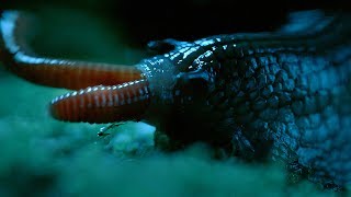 Rare Giant Snail Feasts On Earthworm  Wild New Zealand  BBC Earth [upl. by Reerg]