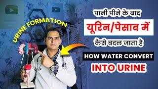 FullVideoपानी पीने के बाद पेसाब में कैसे बदल जाता है । How water Convert into UrineUrine Formation [upl. by Ricketts390]