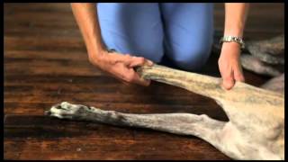 Video 6 Dog Physical Therapy Forelimb Pronation and Supination [upl. by Onek]