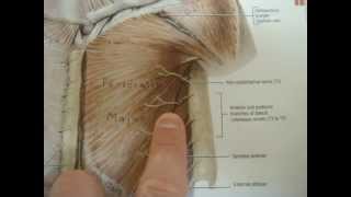 Intercostal Nerve Injury [upl. by Honebein668]