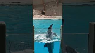 Dolphins🐬🐬🐬at Kolmarden zoo Sweden [upl. by Ezmeralda]