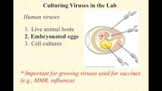 BIO2020 Episode 048 cultivating viruses [upl. by Pearlman]