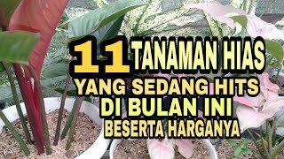 11 TANAMAN HIAS YANG HITS DI BULAN INI [upl. by Dorrehs]