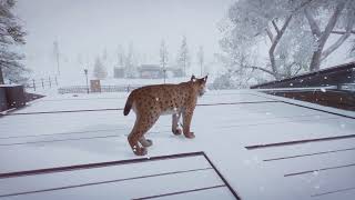 Eurasian Lynx  Planet Zoo Animals [upl. by Aneris]