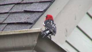 RedBreasted Woodpecker hammering on my roof [upl. by Fricke]