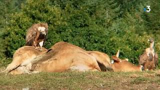 Des attaques de vautours sur des bovins dans le Tarn [upl. by Gordie]