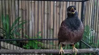 1 Hours Common myna bird song  Indian maina sound  mynah singing SwallowBird [upl. by Acinelav19]