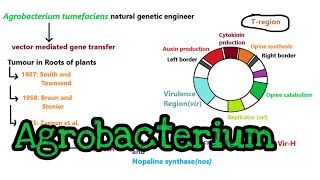 Agrobacterium mediated gene transfer  part 1 [upl. by Markiv822]