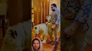 Pet animal lion king 🦁 ytshorts trending duet pets [upl. by Nali]