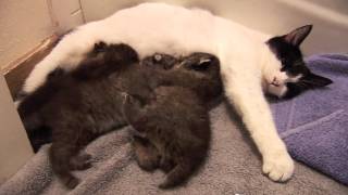 BOBCAT KITTENS adopted by house cat [upl. by Nue34]