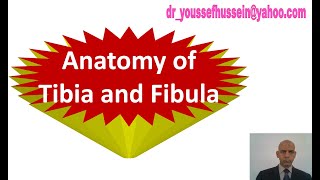 3 Tibia  Intercondylar area  Soleal line  Vertical line  Fibula  Subcutaneous triangle  Fossa [upl. by Far]