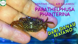 Kepiting full air tawar asal Sulawesi Parathelphusa Phanterina [upl. by Nivlam]