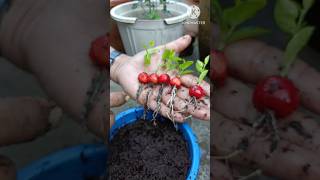 Grow cherry from cherry fruit at homeCherry farming in Indiashort [upl. by Jaine]