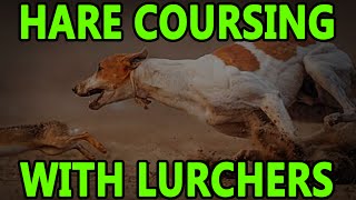 Hare Coursing With Lurchers  Working Lurchers [upl. by Meldoh]