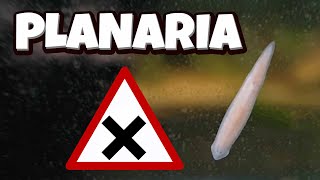 Planaria  How to manage them DIY trap [upl. by Akaenahs]