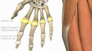 Claw Hand Ulnar Claw Hand  Everything You Need To Know  Dr Nabil Ebraheim [upl. by Yaluz]