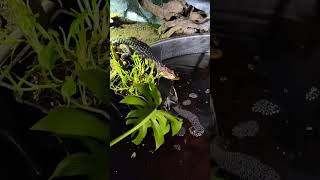 Cuviers Dwarf Caiman Enclosure share shorts viral trending subscribe follow new best wow [upl. by Elfstan]