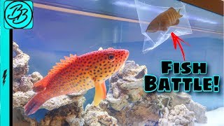 GROUPER Fish BATTLE IT OUT In CRAZY FISH FIGHT MUST SEE [upl. by Einram]