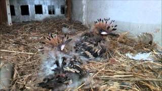 Hoopoe Nest HD V1  Part 2 of 2 [upl. by Meldoh]