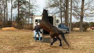 3 Steps to Teaching your Horse to Load on a Trailer [upl. by Clementius]