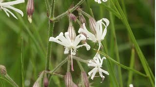 SILENE CIONDOLA  Silene nutans  Caryophyllaceae [upl. by Schweitzer]