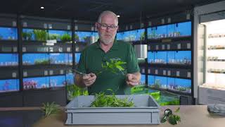 🌱 Hoe snoeit u uw aquariumplanten op de juiste manier l Heems TV  Vlog 2 [upl. by Rollins115]