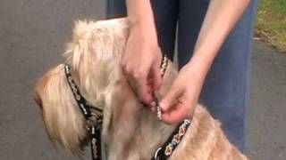 Dogmatic Headcollar  how to fit the Headcollar [upl. by Swaine]