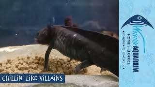 Amazing Axolotls  Waterlife Aquarium [upl. by Accebor]