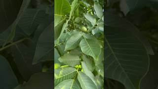 Our English Walnut Tree is On The Rebound [upl. by Catt439]