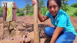 Establecimiento de Sistemas Agroforestales 🌲🌲🌲 [upl. by Capriola]