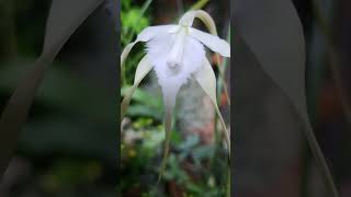 Orchid Brassavola cuculata [upl. by Rebme]