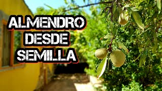 ♦️ Germinar ALMENDRA  CUIDADOS y EVOLUCIÓN Meses Después  Huerta Forestal 🌿 [upl. by Mariellen792]