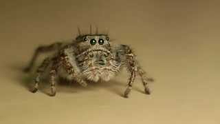 Cute Jumping Spiders [upl. by Yarvis]