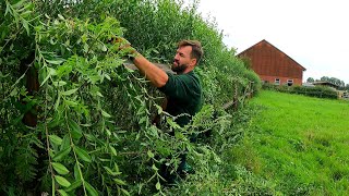 This Farm NEEDS SATISFYING Pruning Of OVERGROWN Hedge Next To Stables [upl. by Medeah139]