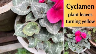 Cyclamen plant leaves turning yellow  What to do Top tips to cure yellow leaves on Cyclamen plant [upl. by Aryaz]