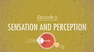 Sensation and Perception Crash Course Psychology 5 [upl. by Tyika999]