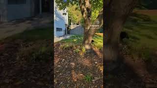 Schipperke Zoomies Frenzy in the Park 🐾 Watch Truffle Go Wild [upl. by Llenahs]