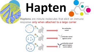 Haptens what are haptens [upl. by Dougy]