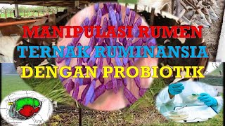 MANIPULASI RUMEN TERNAK RUMINANSIA DENGAN PROBIOTIK [upl. by Peg]