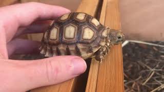 Baby Sulcata Tortoise Care Guide [upl. by Mount264]