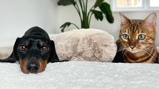 Family Diary Mini Dachshund amp Bengal Cat together in the sun [upl. by Asetal]